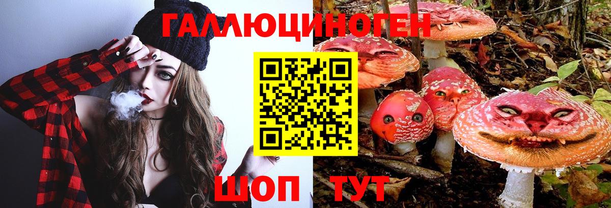 Галлюциногенные грибы Psilocybine cubensis Гатчина